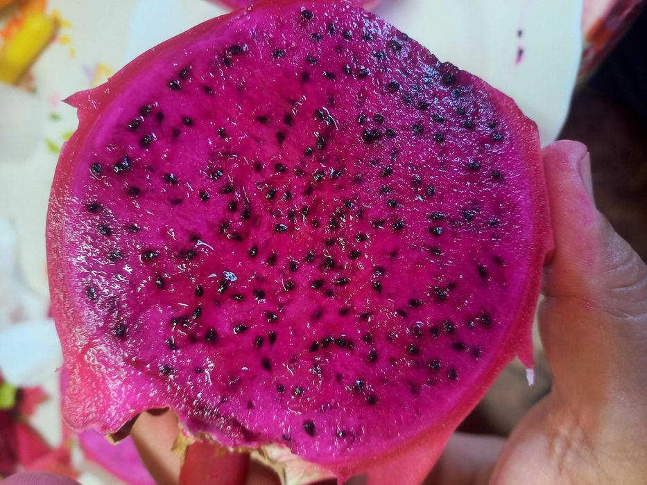 PITAYAS doces de polpa rosa