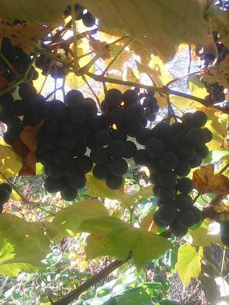 Саджанці неукривного винограду