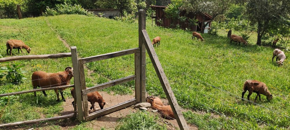 Ovelhas da Quinta - de raça pura.