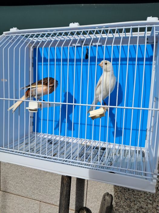 Canários, diversas raças, com qualidade..