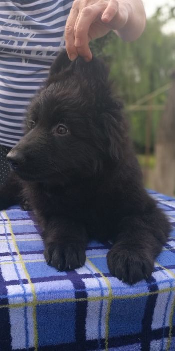 Черный длинношерстный кобель