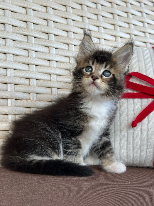 Saphira-Kotka Maine Coon