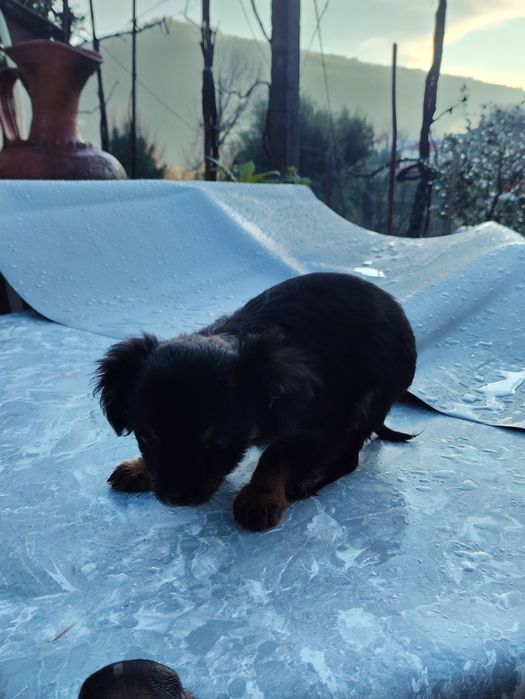 Cãezinhos para adotar