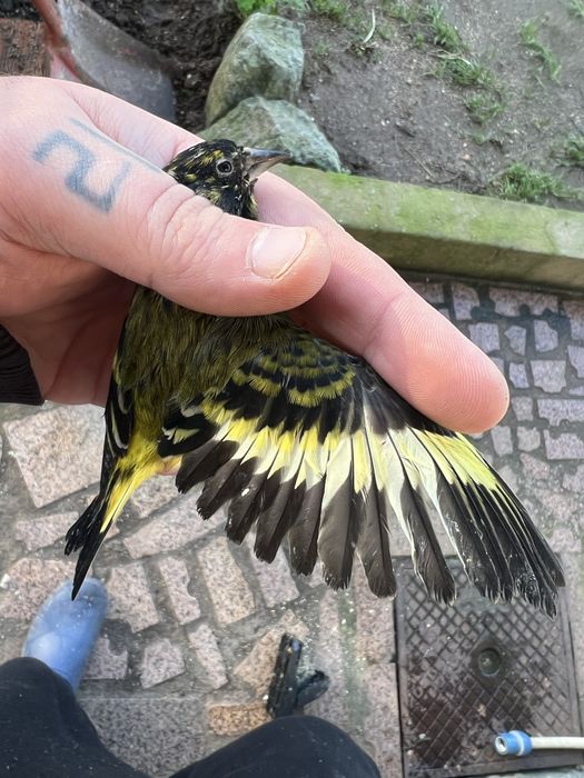 *ULTIMO* spinus mangelanicus anilhado 2025