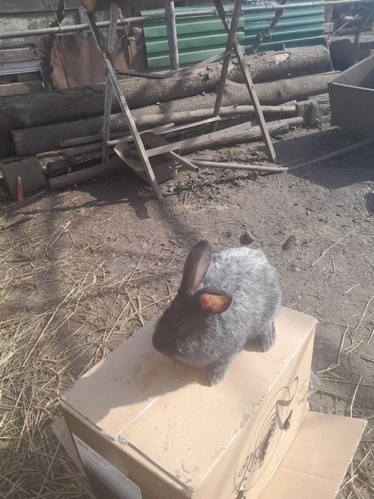 Молодняк срібла кролі