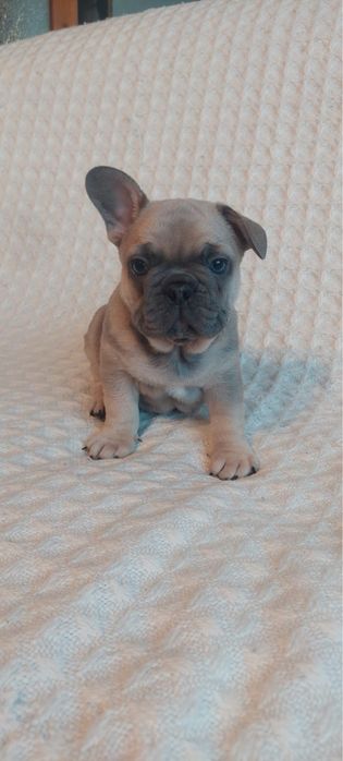 Buldog francuski, suczka, blue fawn