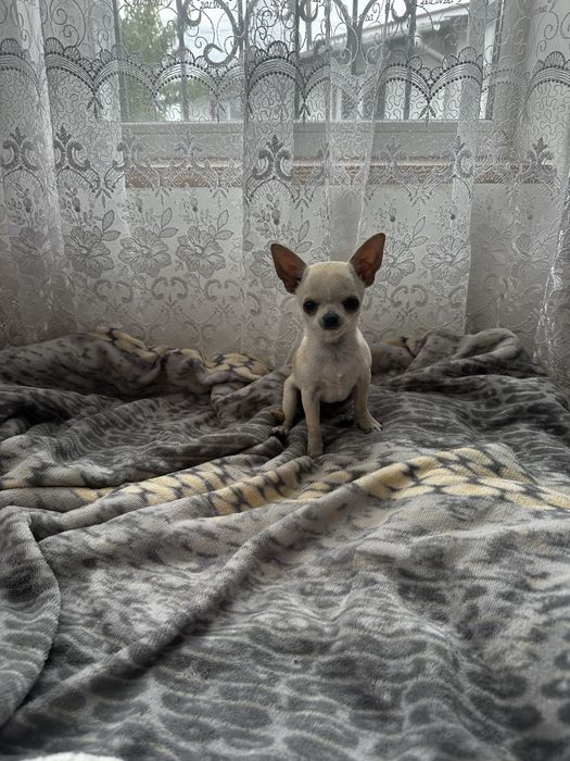 Чіхуахуа хлопчик