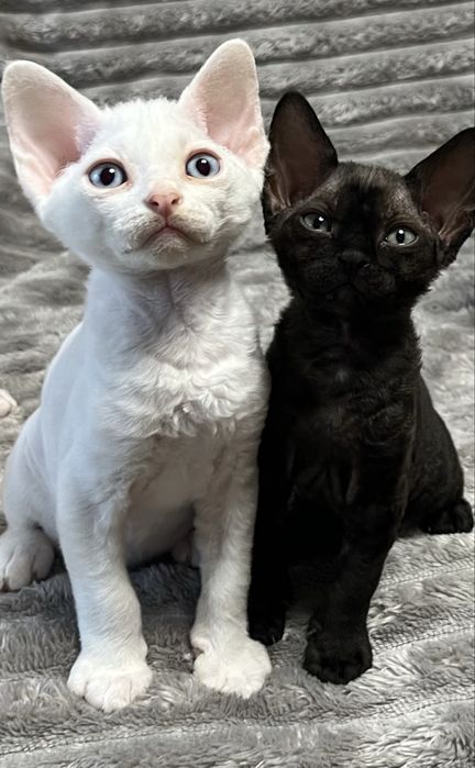 Кошенята Девон рекс/ Devon Rex