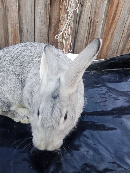 Продам кролів...