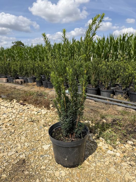 Cis hilli, hicksii