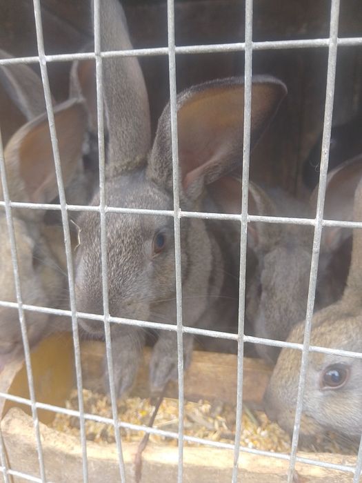 Кроленята мішана порода