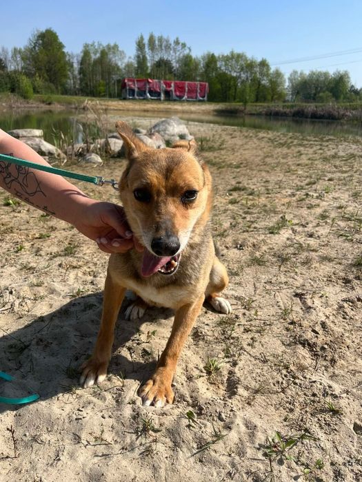 Klea już 6 lat ogląda schroniskowe ściany. Dajmy tej suni kochający dom