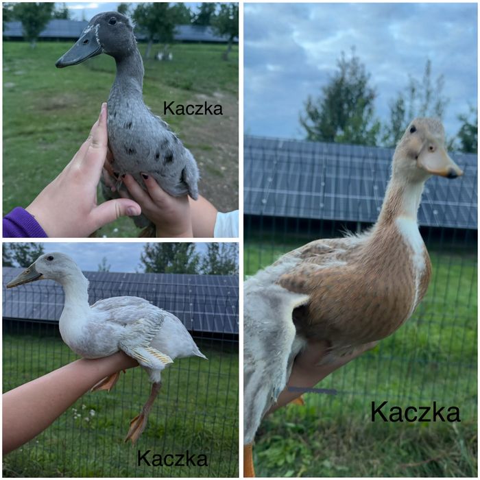 Biegusy indyjskie kaczki kaczory kolorowe z czubem i bez czuba