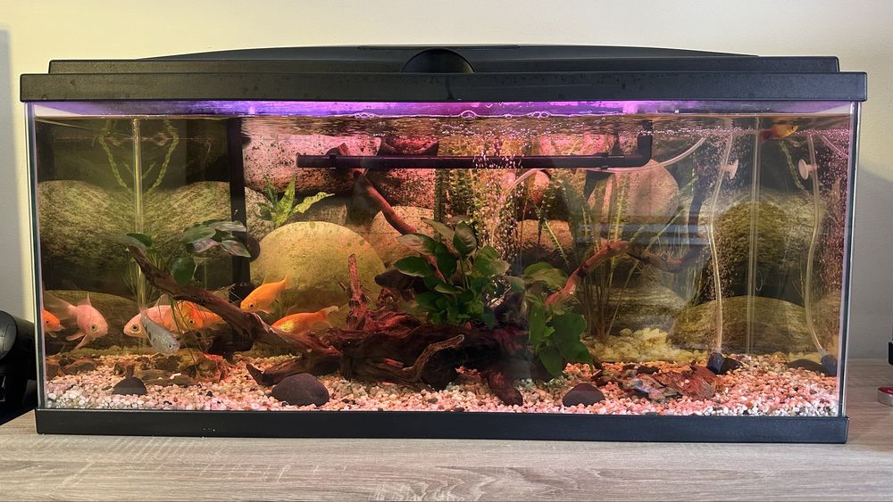 Aquario (Aquarium 80 Led) CIANO