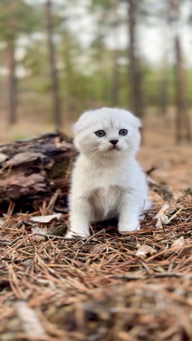 Котеня шотландська висловуха дівчинка срібна шиншила