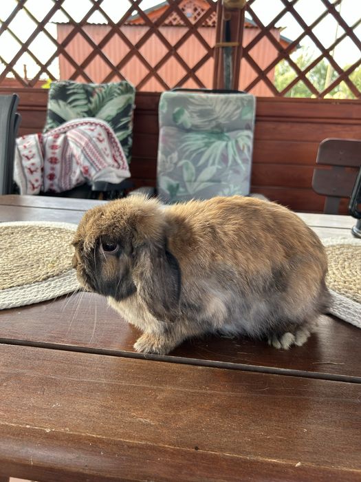 Miniaturki mini lop