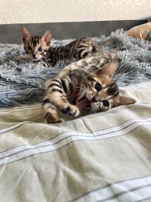 Бенгальські кошенята
