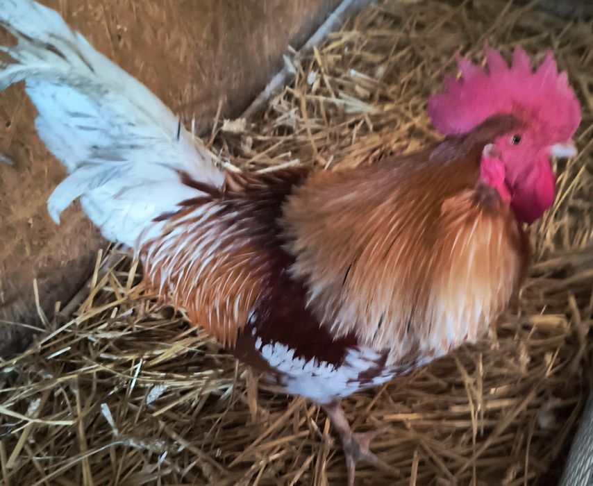 Kogut młody za 30 zł