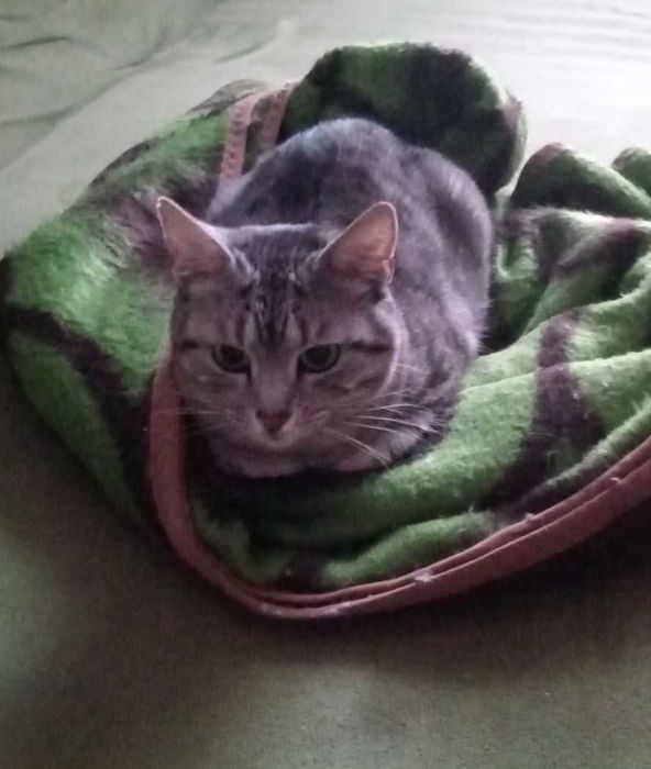 Зеленоока киця Попелюшка у пошуках своєї казки!