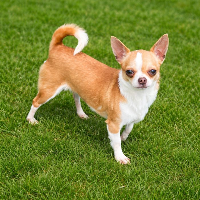 Chihuahua odchowana sunia