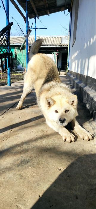 Віддам собаку в добрі руки