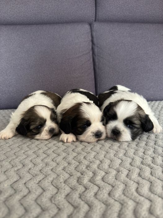 Szczeniaki Shih Tzu