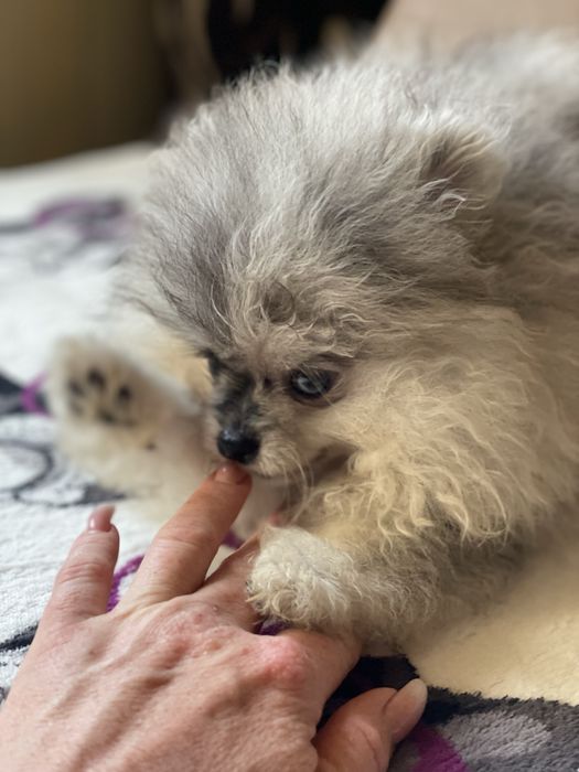 Цуценята померанського шпица