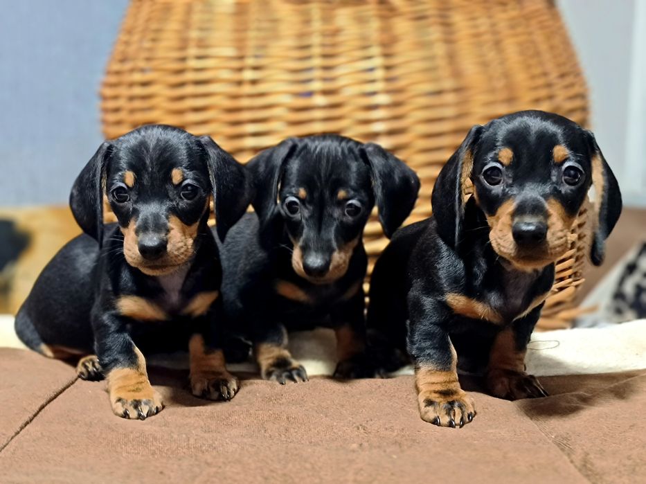 Таксята-мини ждут свою семью