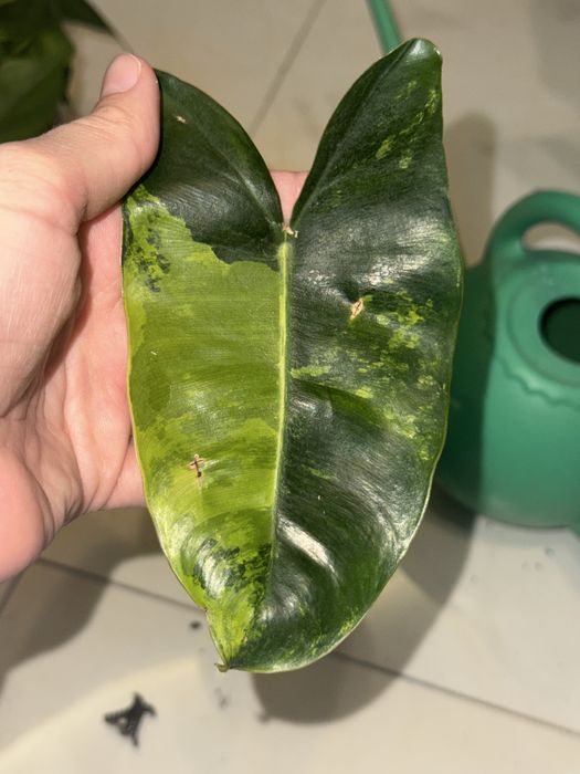 Philodendron Burle marx variegated
