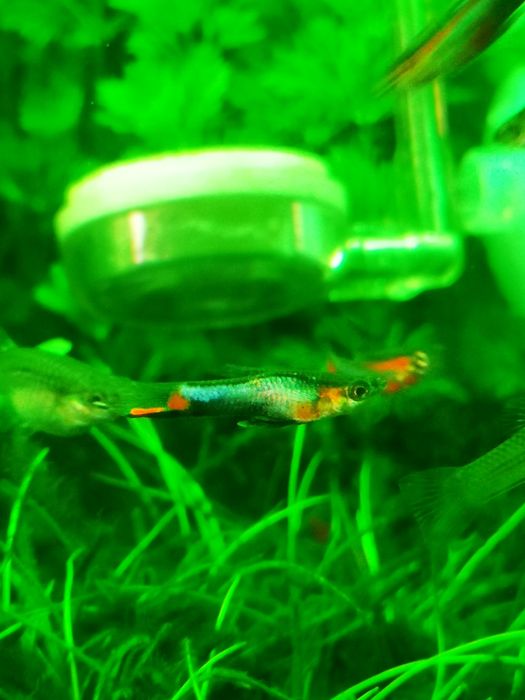 Gupik Gupiki Endlera Multicolor Samce Poecilia Wingei Prywatna Hodowla