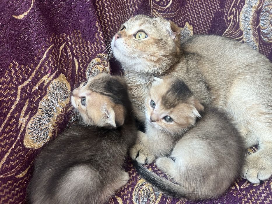 Золота шиншила висловухі кошенята