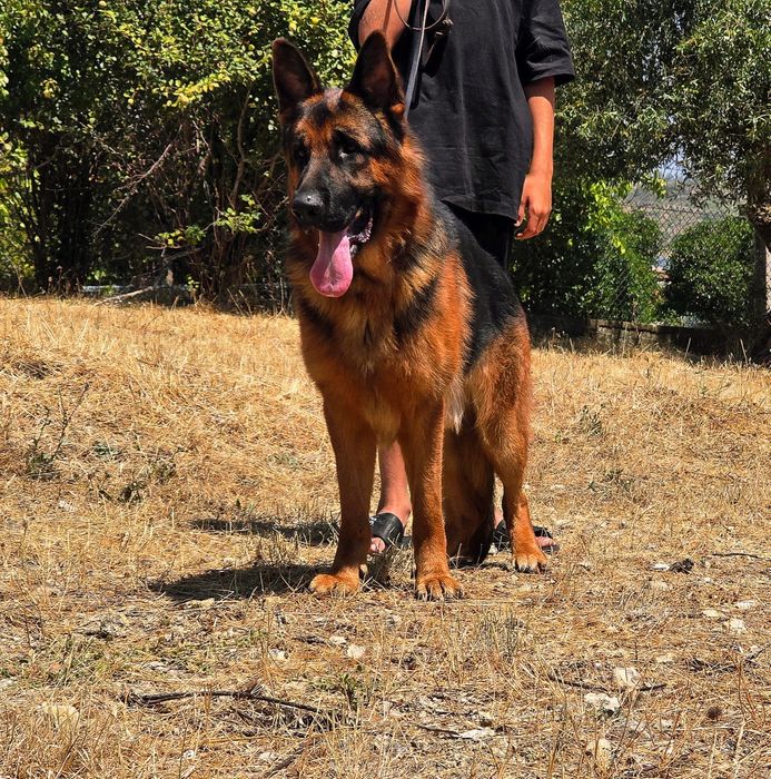 Pastor Alemão  muita qualidade