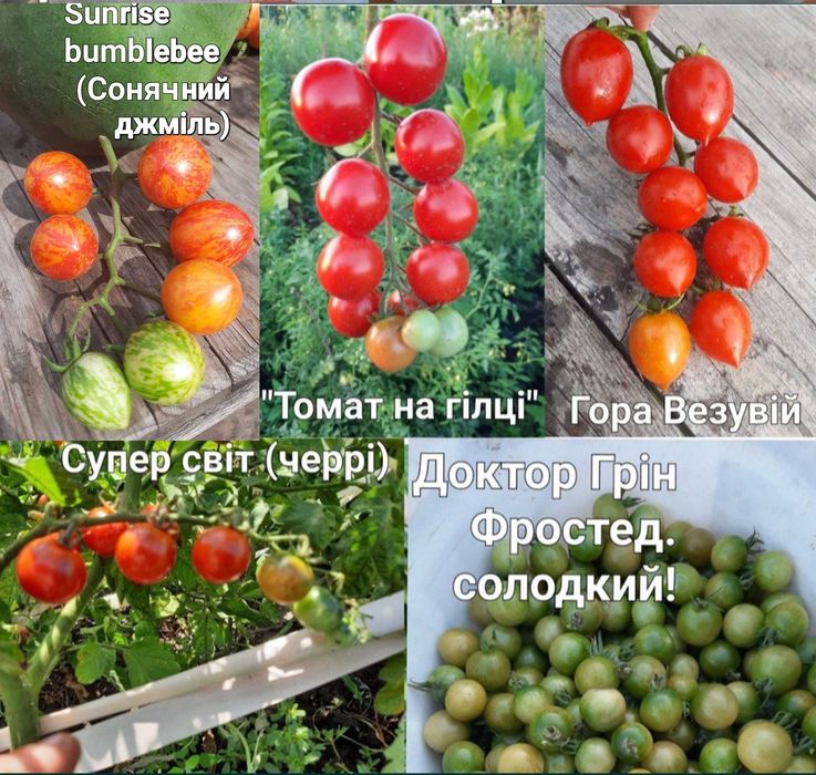 Насіння томатів.Пьенноло Везувіо. Коктейльні томати.