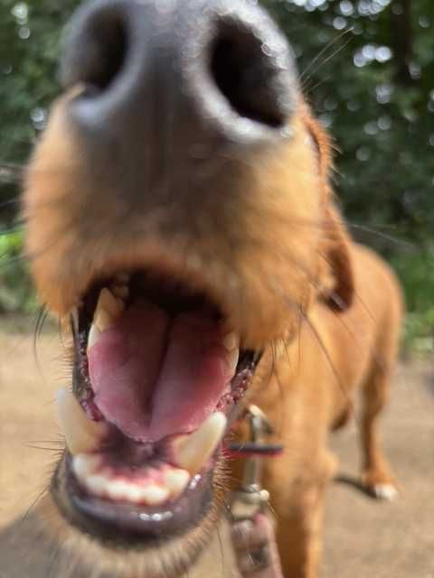 Piesek Dolar do adopcji