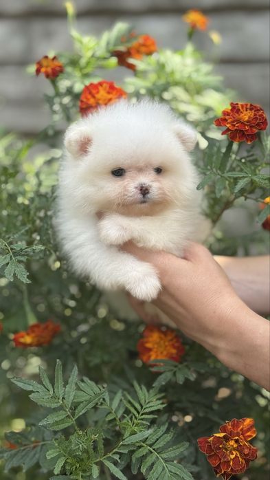 Гарний хлопчик міні шпиць