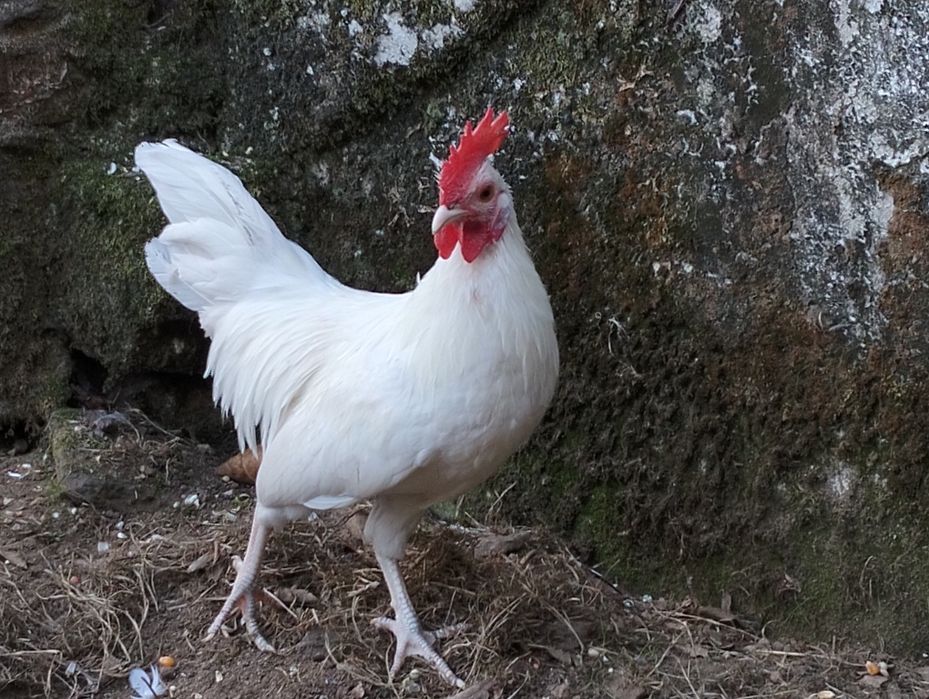 Garnizas Brancas ( Casal)