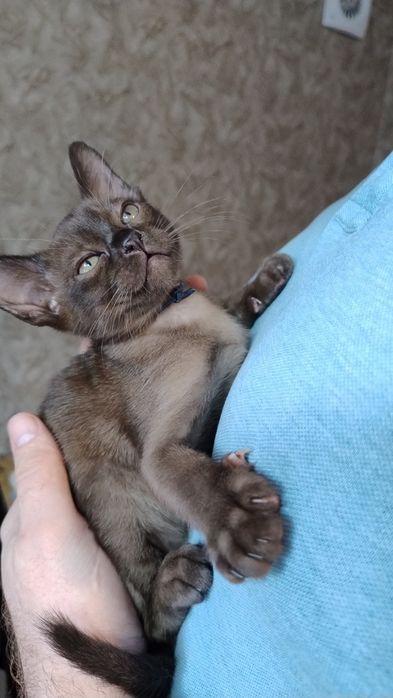 Котики, малыши, Европейская бурма