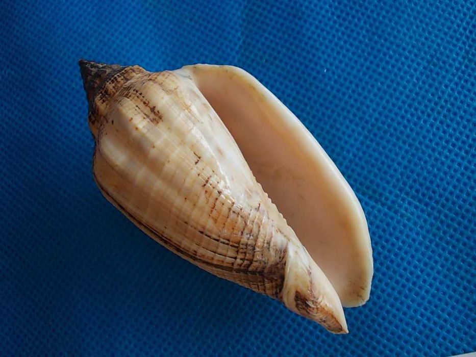 Muszle morskie- Voluta virescens
