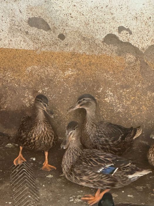Patas Reais puras em Évora