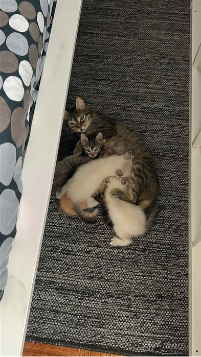 Tenho gatos para adotar