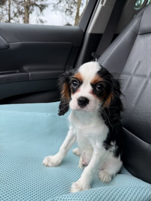 Cavalier charles spaniel king