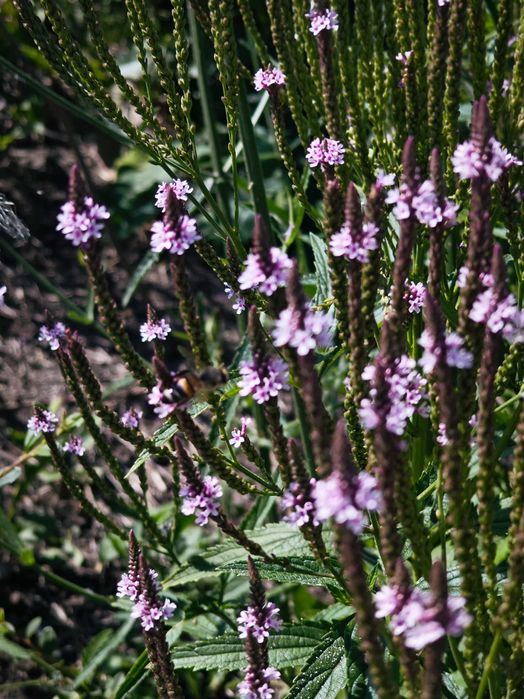 Вербена списовидна, каламінта, щучник голдшлеєр, війник Карл Форстер