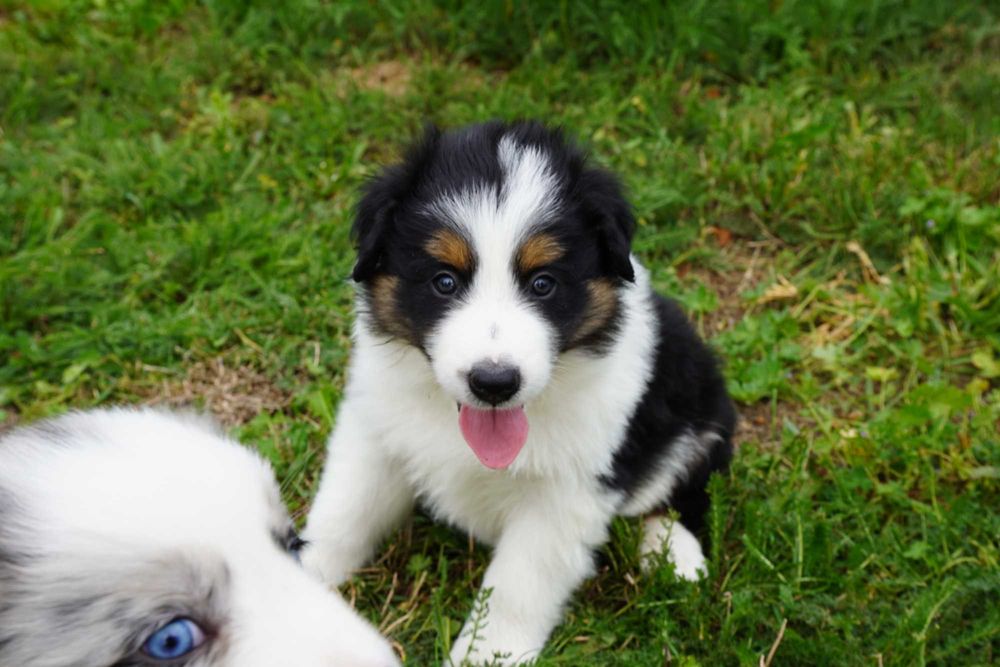 Border Collie piesek trikolor