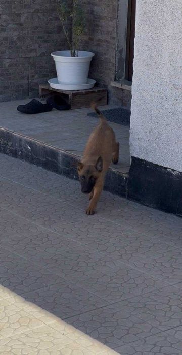 Cão de trabalho, lindo exemplar