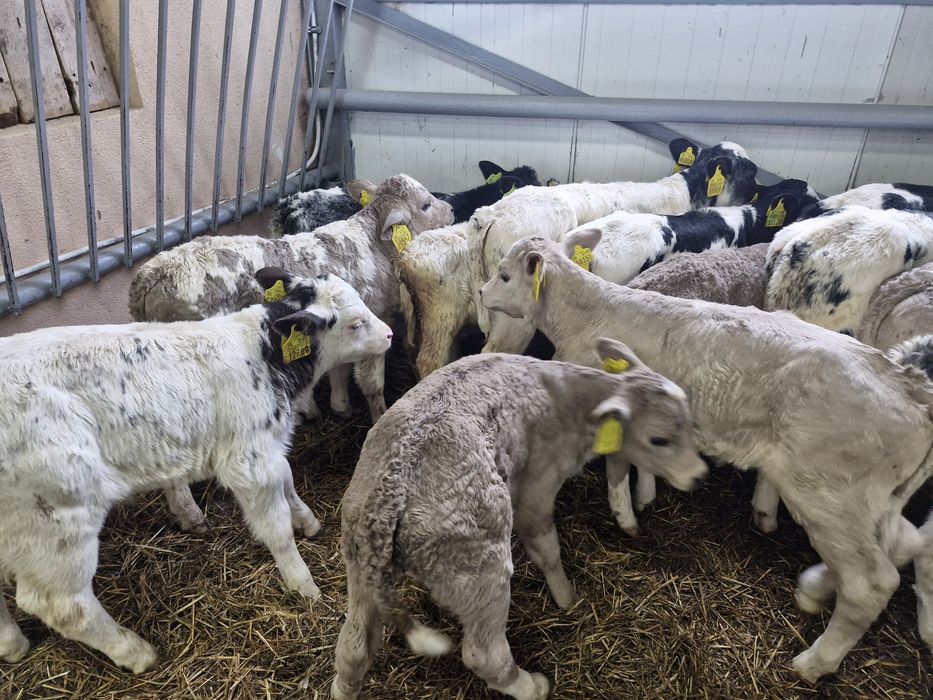 Sprzedam byczki cielaki