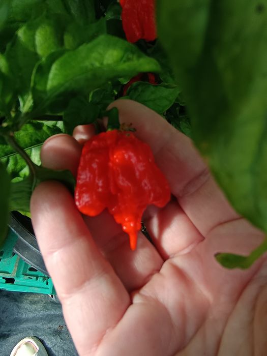 Vendo Carolina reaper fresca