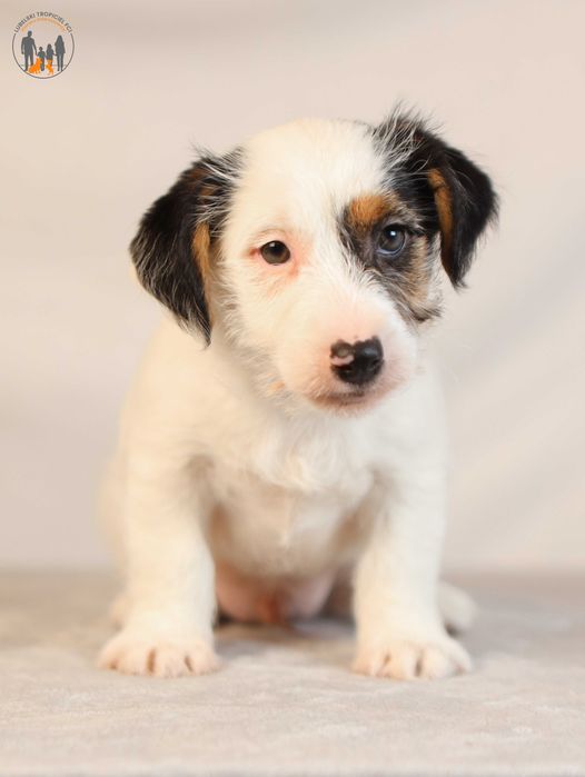 Jack Russell Terrier ZKwP FCI po Championie