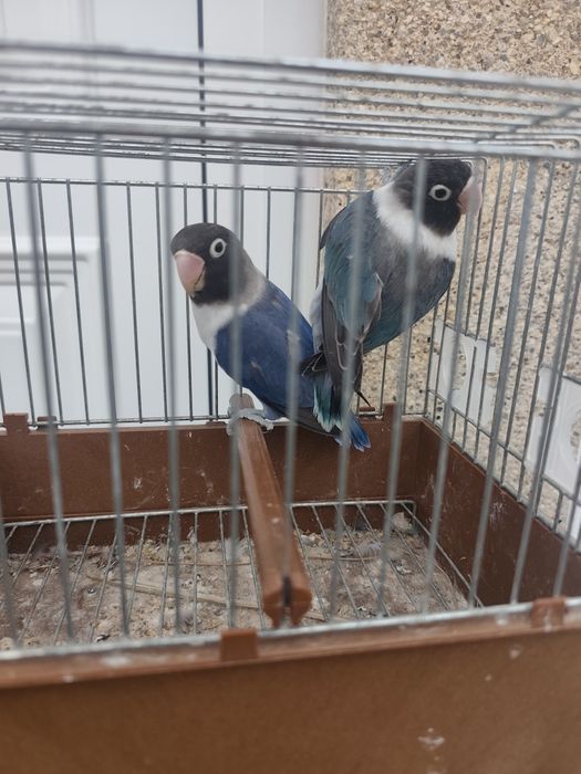 Casal de Persunatus 2026