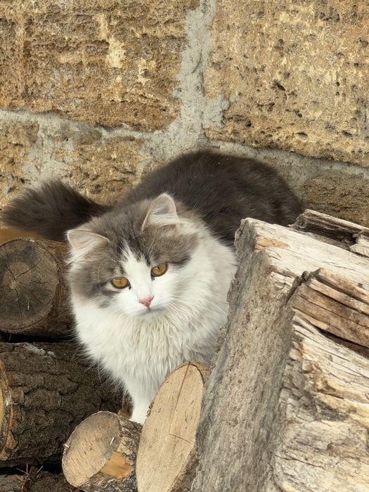 Котик, кіт, кошенята