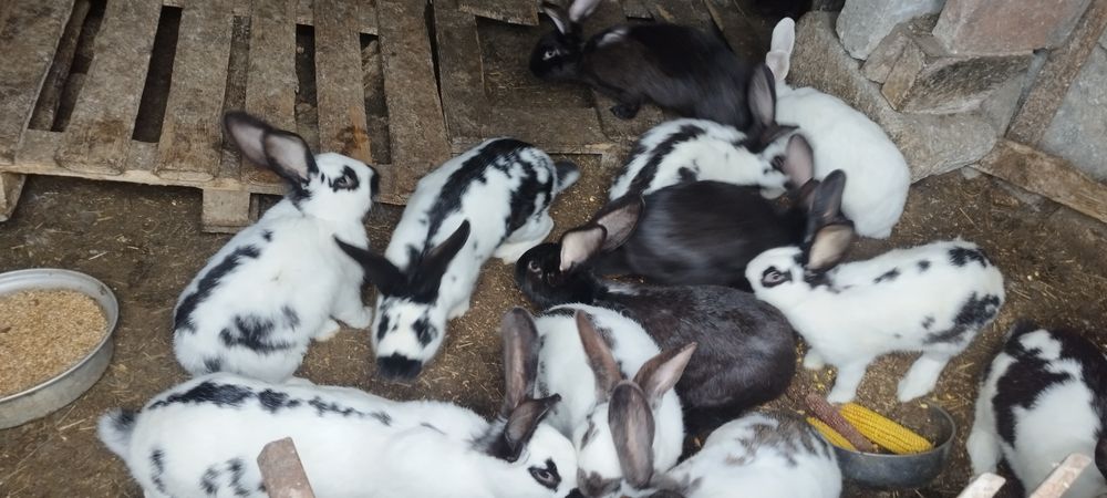 Sprzedam króliki małe duże